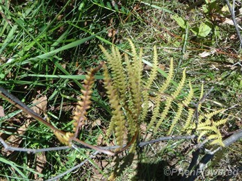 Withering frond